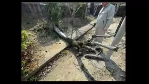 小学校で正門付近の木が倒れる　小学1年の男の子が頭を打撲するけが　これまでの目視の点検で木に異常見られず