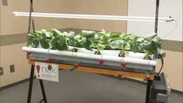 「スマート農業を通して障害のある子供たちの自立を支援」　特別支援学校でイチゴの栽培体験