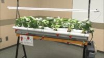 「スマート農業を通して障害のある子供たちの自立を支援」　特別支援学校でイチゴの栽培体験