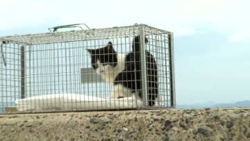 「一代限りの命をかわいがってもらえれば」ネコの島「姫島」でネコたちに大規模な不妊去勢手術　過剰繁殖で島民の生活に被害も