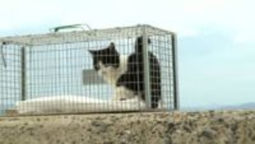 「一代限りの命をかわいがってもらえれば」ネコの島「姫島」でネコたちに大規模な不妊去勢手術　過剰繁殖で島民の生活に被害も