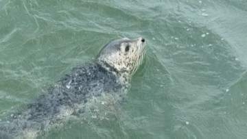 「間違いなく、アザラシです」北の海に棲むアザラシが佐賀県の有明海に　なぜ？　水族館の見解は