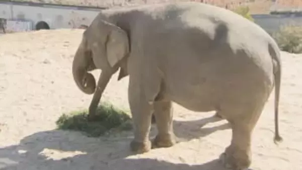 「福岡市動物園のアイドル」アジアゾウ「ゆずは」が24歳の誕生日　お祝いのケーキをプレゼント