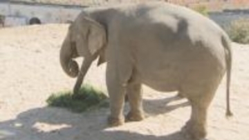 「福岡市動物園のアイドル」アジアゾウ「ゆずは」が24歳の誕生日　お祝いのケーキをプレゼント