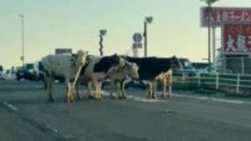 「牛がおる！」「タックルされそうで怖い」牛舎から複数の牛が脱走　道路を塞ぎ一時渋滞　警察も出動しようやく”ご用”