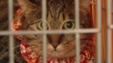 ペットの適切な飼育方法などを知ってもらうイベントが福岡市で開催　保護犬や保護猫の譲渡会も