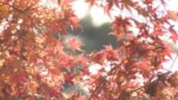 3連休最終日　約1000本のモミジが見頃　福岡市の紅葉スポット「油山」にぎわう