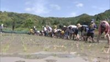 小学生が田植え体験　おととしはスズメの食害去年は大雨・・・今年こそは豊作願って　福岡
