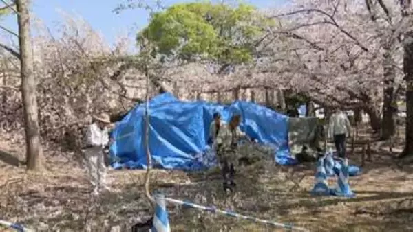 15メートルの桜倒木の公園で緊急点検始まる「外観に異常なし」でも中身は腐食…樹齢60年のリスクと見極め方　福岡市