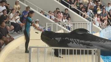 飼育記録を更新中　コビレゴンドウクジラ｢ユキ｣　20日と飼育9000日目となる21日のショーは｢ユキ｣が主役　マリンワールド海の中道