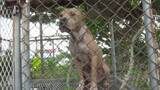 「”闘犬ピットブル”　福岡市が飼育管理を規制強化へ　野放しで襲われた事例も」の画像1