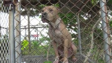 ”闘犬ピットブル”　福岡市が飼育管理を規制強化へ　野放しで襲われた事例も