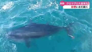 《宿毛湾でクロマグロが大量回遊》わずか1週間で漁獲量の上限に ほかの魚に影響も【高知】