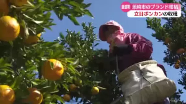高知県須崎の特産・立目ポンカンの収穫が最盛期 2025年は表年！色づきも味も良し【高知】
