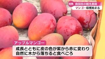 《艶やかに輝く完熟のマンゴー》南国市の観光農園で収穫始まる【高知】