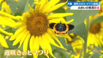 高知県大月町　遅咲きのヒマワリ3万本満開 見頃迎える【高知】