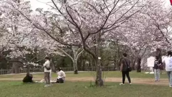 「《3月なのに20度超え！》高知県宿毛市で夏日　高知城のサクラ標本木は満開に【高知】」の画像