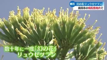 《上を向いた花がすごく素敵》幻の花リュウゼツランが高知県南国市で開花【高知】