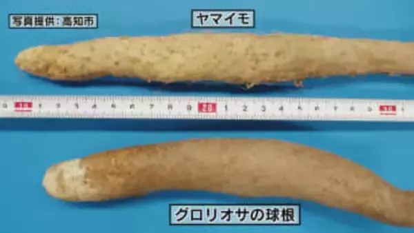 高知市の90代女性がヤマイモと間違ってグロリオサの球根を食べ食中毒に 見分けにくい植物に注意【高知】