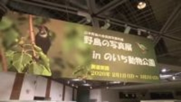 のいち動物公園で野鳥の写真展【高知】
