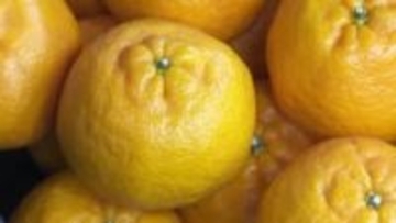 今年の出来は上々！甘さと濃厚な味わい『土佐よさこいポンカン』出荷はじまる【高知】