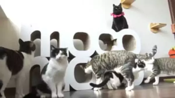 《2月22日は『猫の日』》猫用の段ボール家具の販売する香南市の企業が保護猫カフェにダンボール製のキャットタワーを寄贈【高知】