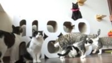 《2月22日は『猫の日』》猫用の段ボール家具の販売する香南市の企業が保護猫カフェにダンボール製のキャットタワーを寄贈【高知】