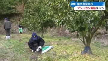 高校生たちが四万十市の特産･ブシュカン栽培を手伝う【高知】