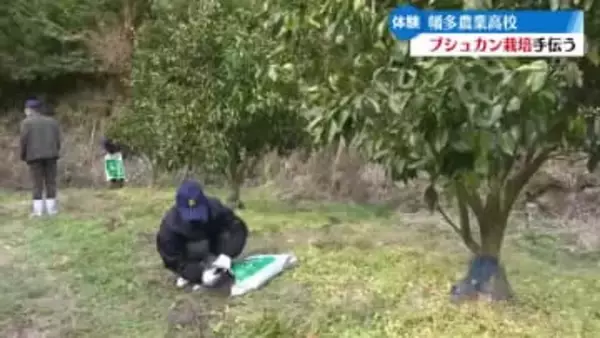 高校生たちが四万十市の特産･ブシュカン栽培を手伝う【高知】
