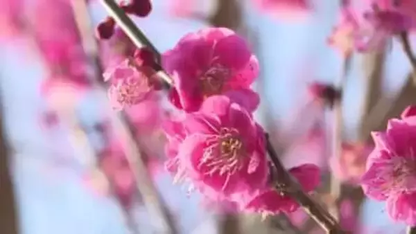 紅梅と白梅が咲き揃う 宿毛市の楠山公園でウメの花が見頃【高知】