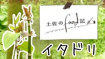 《高知では生でかじる人も！春の山菜・イタドリ》美味しくて世界の食糧危機を救う！？その秘めた可能性とは【高知】