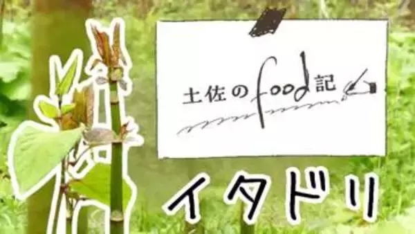 《高知では生でかじる人も！春の山菜・イタドリ》美味しくて世界の食糧危機を救う！？その秘めた可能性とは【高知】