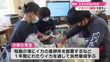 「『これが目、これが口歯、足…』高知県大月町の小学校でイカを解剖する特別授業【高知】」の画像1