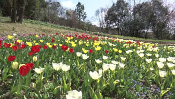 北川村で観光びらき モネの庭も春の花が咲き始める【高知】