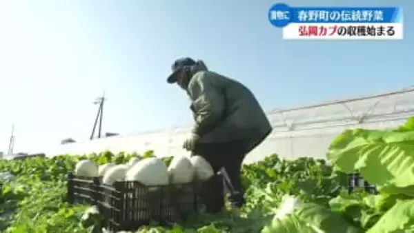 漬物に最適 伝統野菜『弘岡カブ』の収穫が始まる【高知】