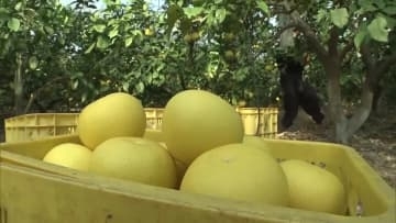 ハウス栽培の土佐文旦が収穫最盛期 今年も品質は上々【高知】