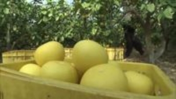 ハウス栽培の土佐文旦が収穫最盛期 今年も品質は上々【高知】