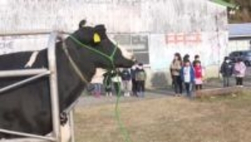 四万十市の小学生 地元の高校で乳しぼり体験【高知】