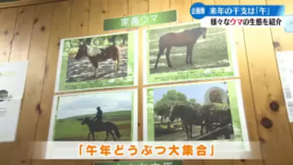 2026年の干支は『午』高知市でウマにちなんだ企画展を開催【高知】