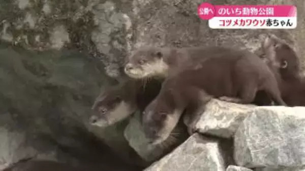 《県立のいち動物公園で30年ぶりに誕生》4匹のコツメカワウソの赤ちゃん 2月7日に一般公開【高知】
