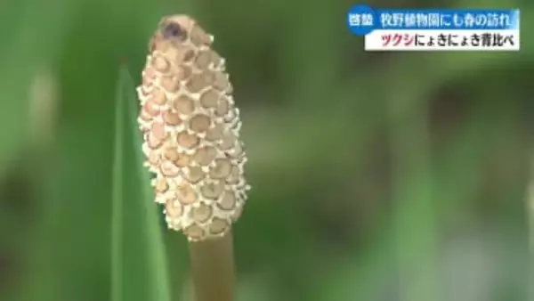 《3月20日から春のフラワーイベントもスタート》高知市の植物園で春の訪れ告げるツクシ顔を出す【高知】