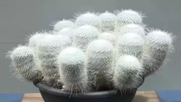 白いサボテンも展示　ユニークな姿をした多肉植物を集めた展示会【高知】