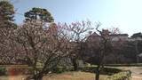 「《高知城 詰門前のしだれ梅が見頃》2月20日から26日は梅ノ段へ抜ける詰門を開放【高知】」の画像1