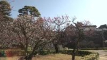 《高知城 詰門前のしだれ梅が見頃》2月20日から26日は梅ノ段へ抜ける詰門を開放【高知】