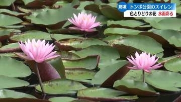 四万十市のトンボ自然公園でスイレンが見頃【高知】