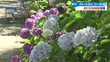 《梅雨の晴れ間に》香南市野市町のアジサイ街道に1万9000本のアジサイ【高知】