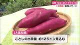 「《日本一早く》秋の味覚・サツマイモの収穫【高知】」の画像1