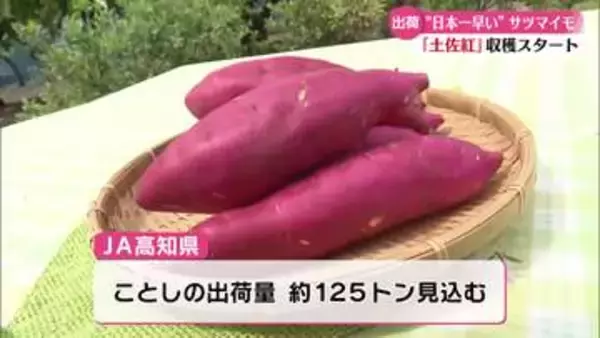 《日本一早く》秋の味覚・サツマイモの収穫【高知】