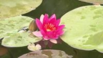 《水面に鮮やかな色どり》北川村『モネの庭』スイレン咲く【高知】