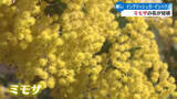 「≪春近し≫高知県香南市の庭園でミモザ見頃【高知】」の画像1